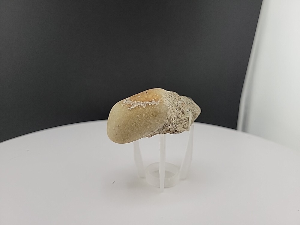 Claw Fossil Super Rare Compression Fossil