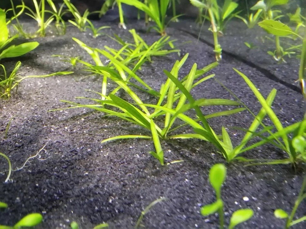 Dwarf Val - 5 Plant Bundle