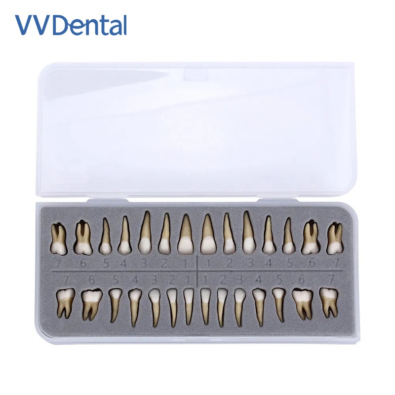 28pcs/kit Dental 1: 1 Permanent Teeth Demonstration Implant Teaching Study Model