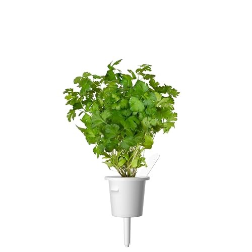 Smart Garden Plain Parsley Plant Pod (3-Pack) 3-pack