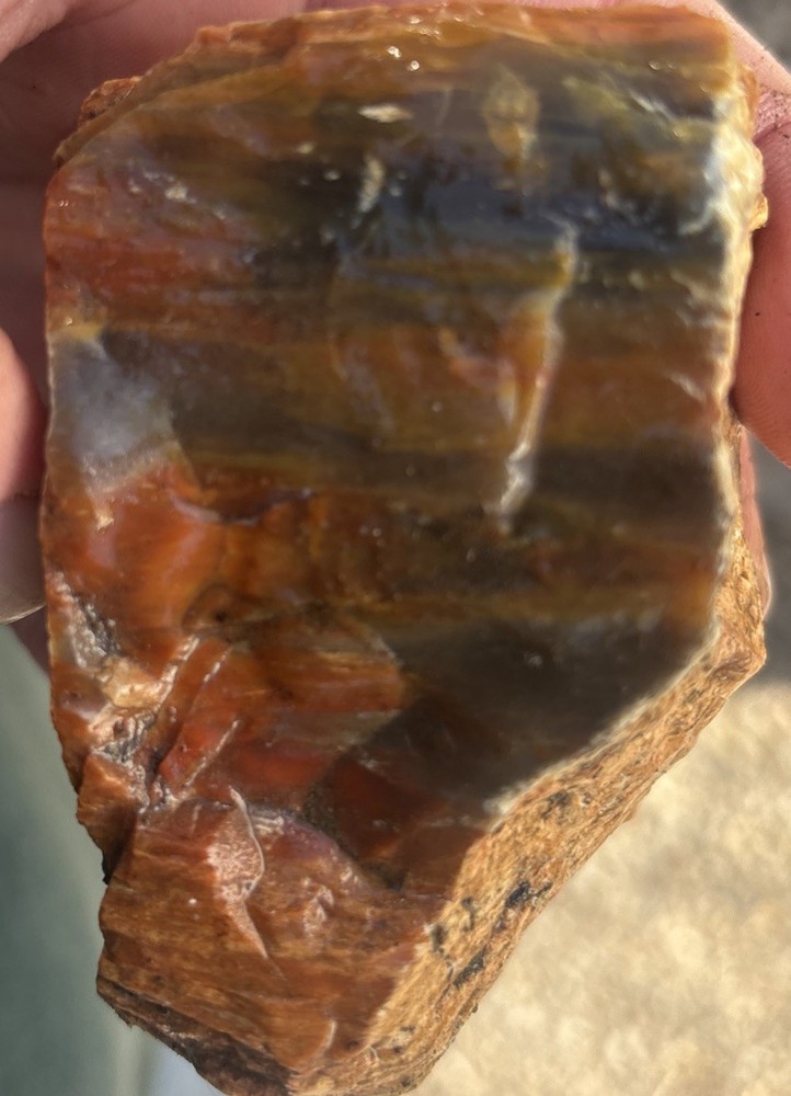 Colorful petrified wood