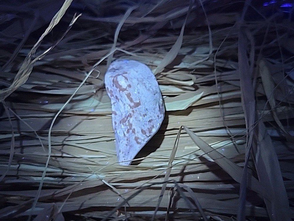 Permineralized Fossil T-Rex Tooth