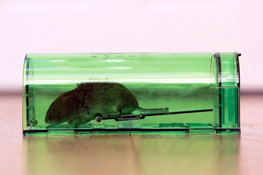 1, 2,4, 6-Humane Mouse Traps Live Catch & Release No Kill Rat Mice Trap Reusable