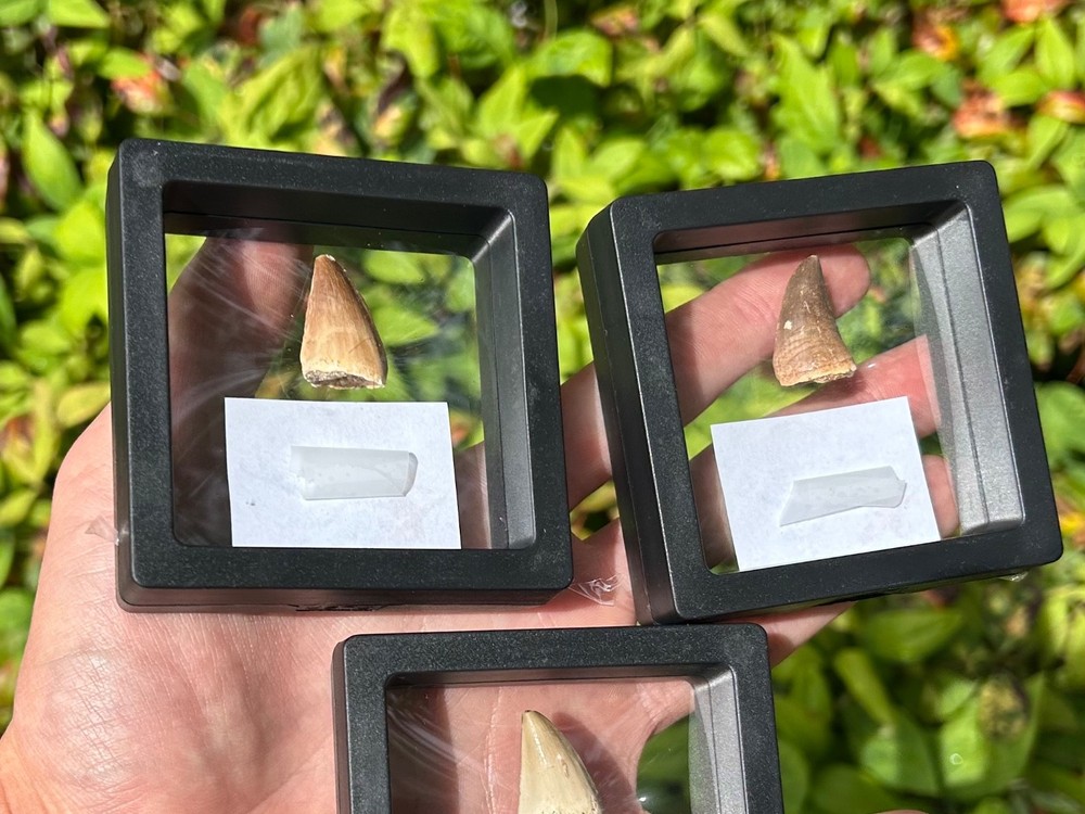 Fossil Mosasaur Tooth in Floating Display Case ONE PER PURCHASE Morocco Dinosaur