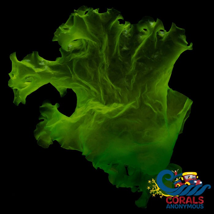 Sea Lettuce Ulva Macroalgae