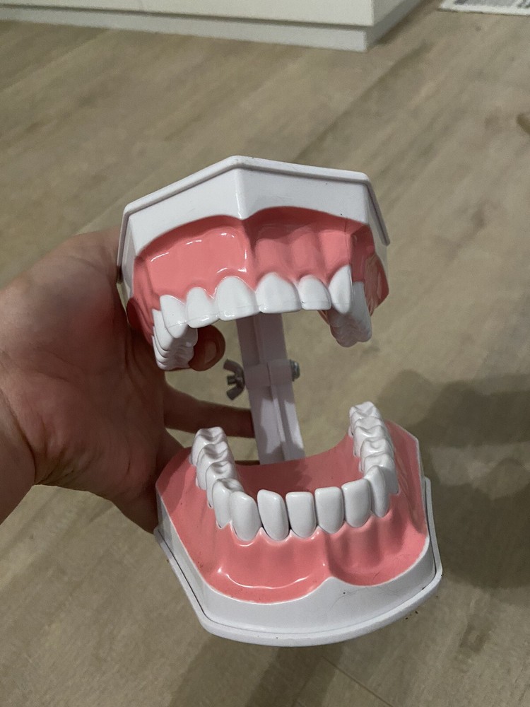US Dental Typodont Teeth Model with Orthodontic Brackets Brushing