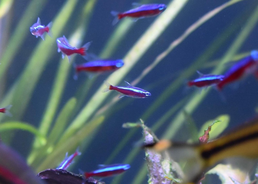 Effective 16.9 Fl Oz Stability Treatment – Biofilter Support for Aquariums