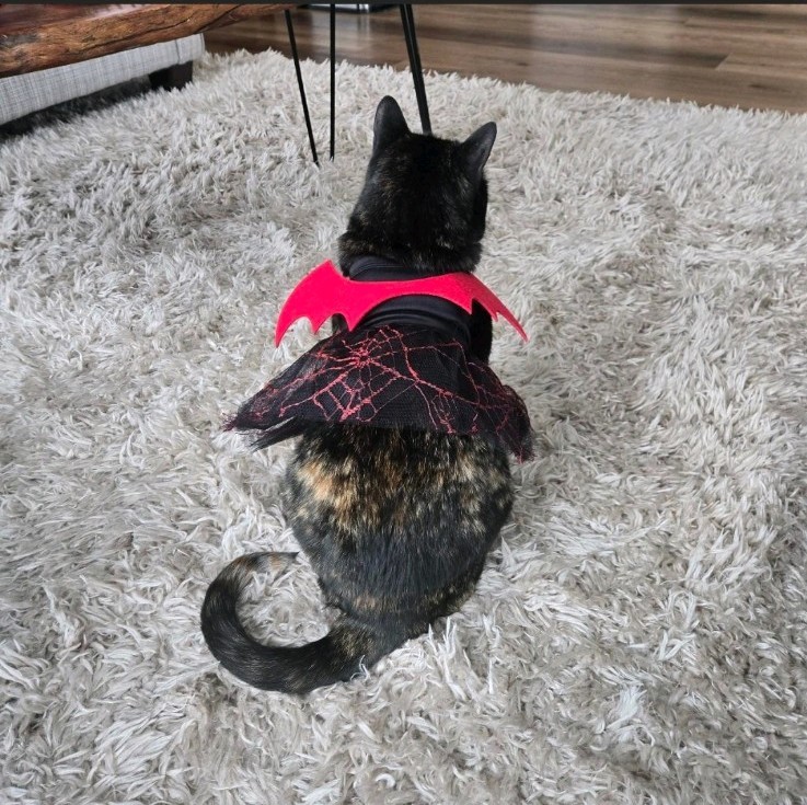 Cat Halloween Costume For pet