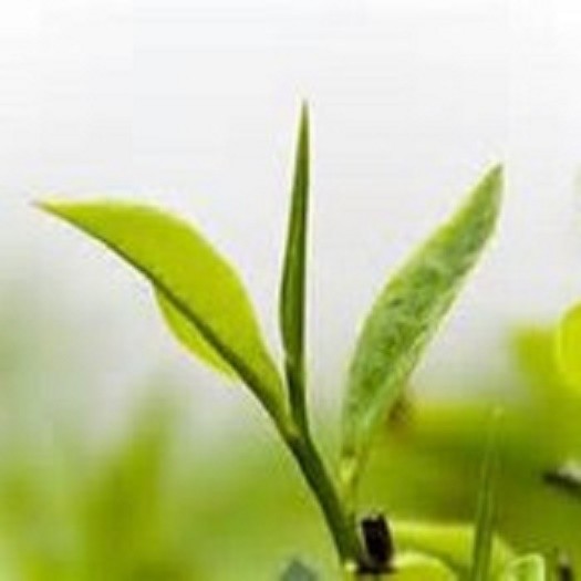 Irish Cream 8oz Black leaf tea