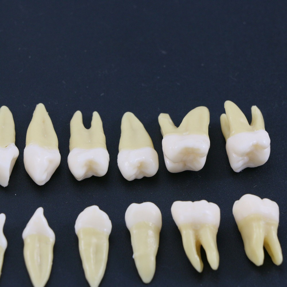 Dental 1: 1 Permanent Teeth Demonstration Implant Teaching Study Model 28pcs/kit