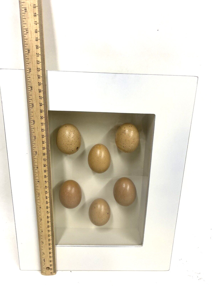 TWO Egg Shadow Boxes Made from 18 Real Hen Eggs