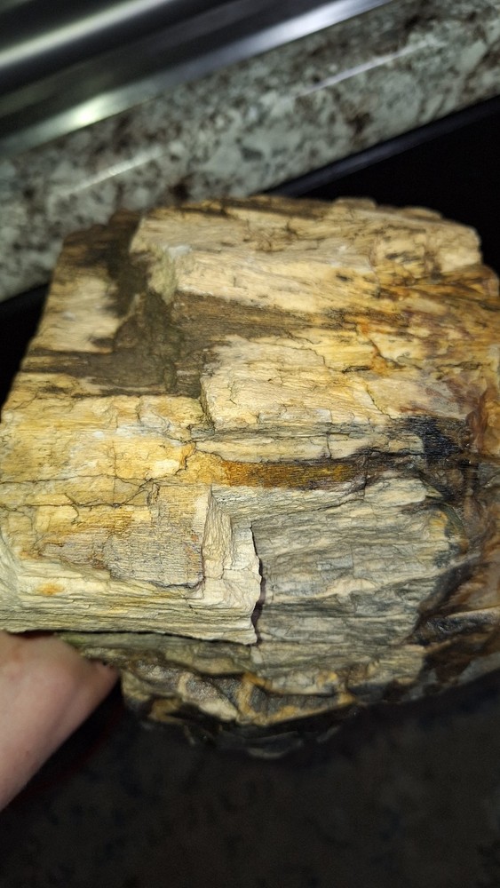 petrified wood log