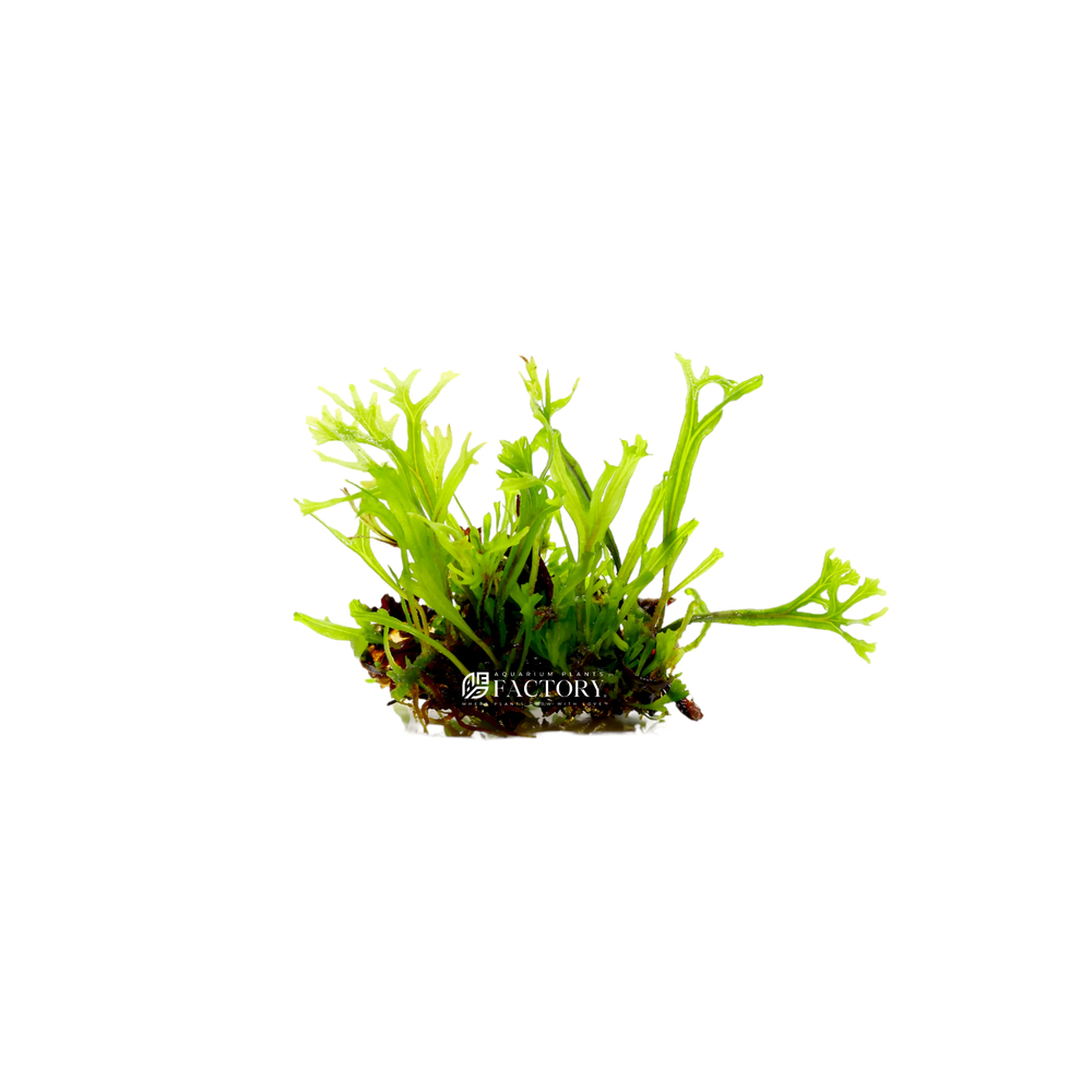 Java Fern Lace Windelov [Mini Size] | Aquarium Plants Factory®