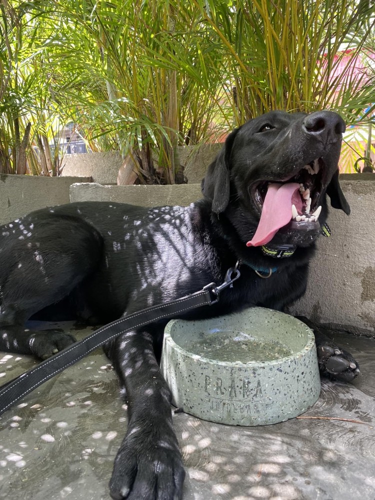 Electronic Dog Shock Collar with Beep & Vibration