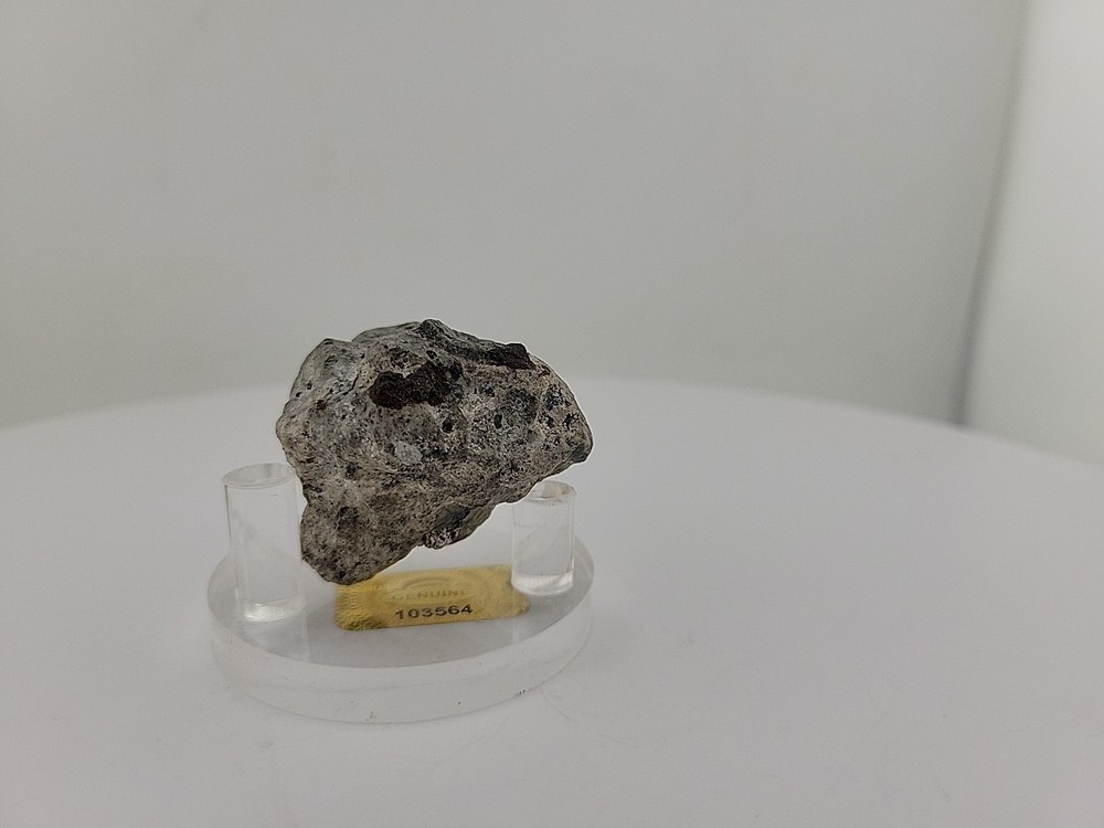 Full Dinosaur Fossil Skull Authentic