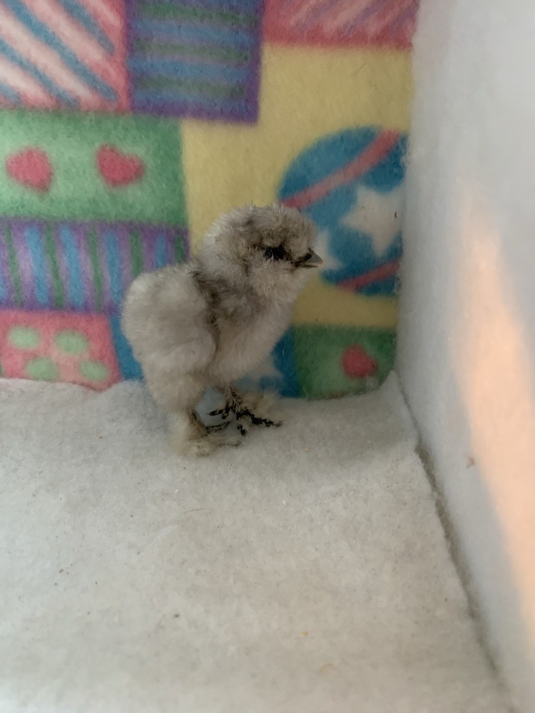 SQ Bearded Silkie Hatching Eggs (dozen)