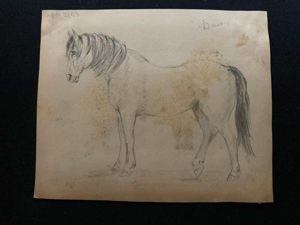 1893 Victorian drawing Daisy horse