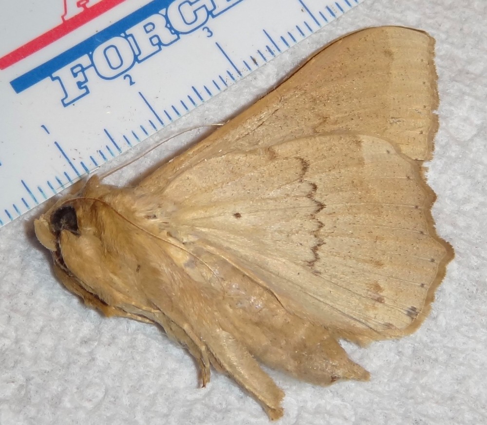 Large Brown Cool Moth species The Philippines #E8 Butterfly Lepidoptera
