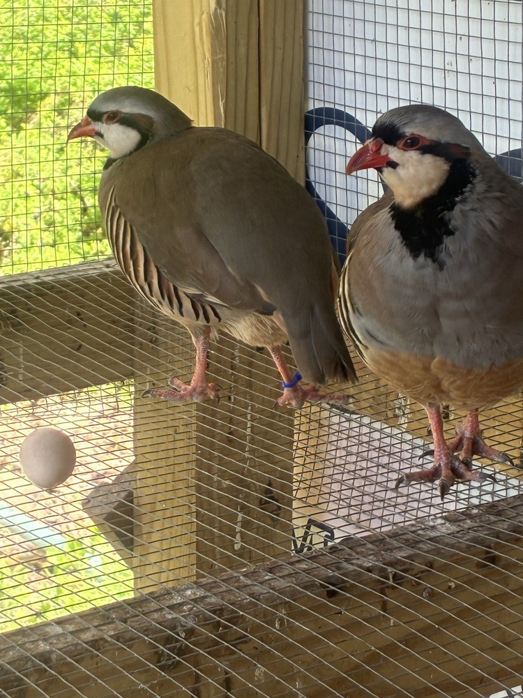 12 Chukar Hatching Eggs