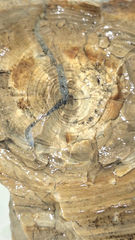 Petrified Wood