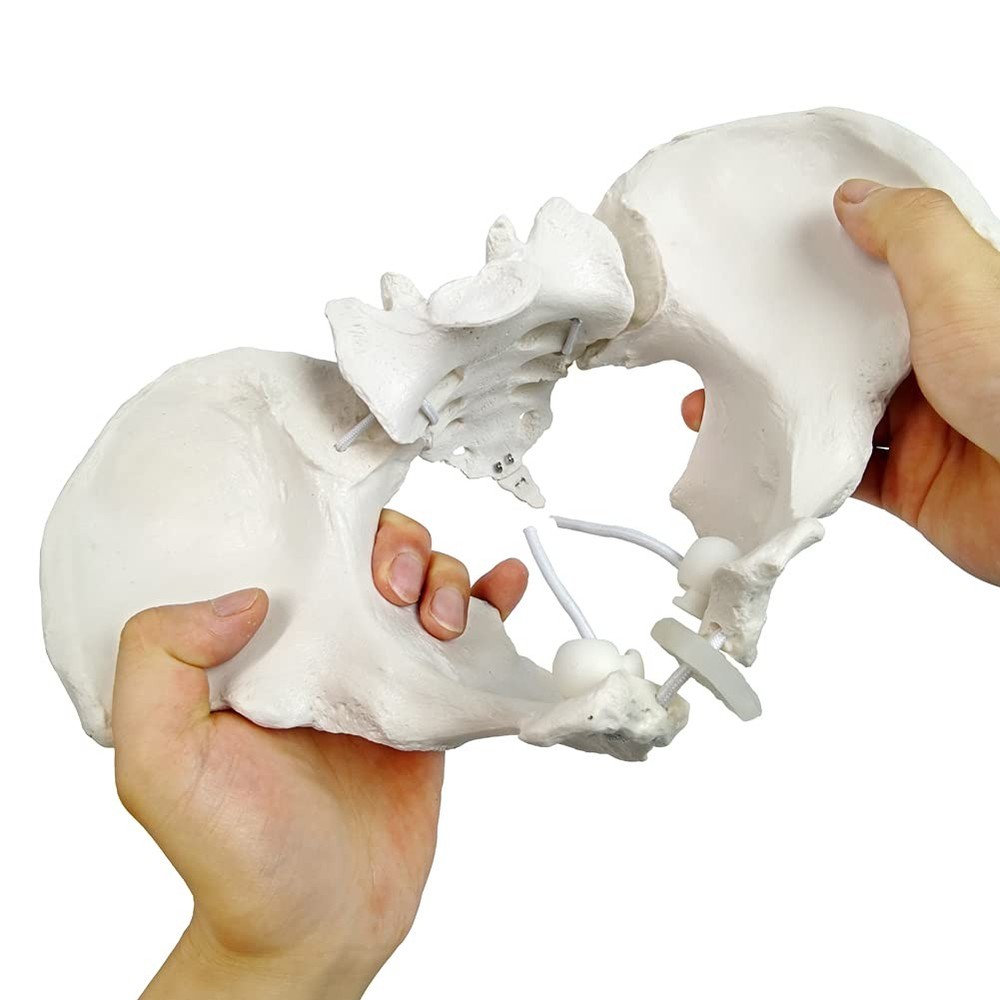 Evotech Flexible Female Pelvis Model On Elastic, Life Size Pelvic...