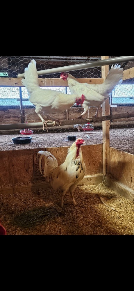 one dozen hatching eggs T y p e w r i t e r w ups ground