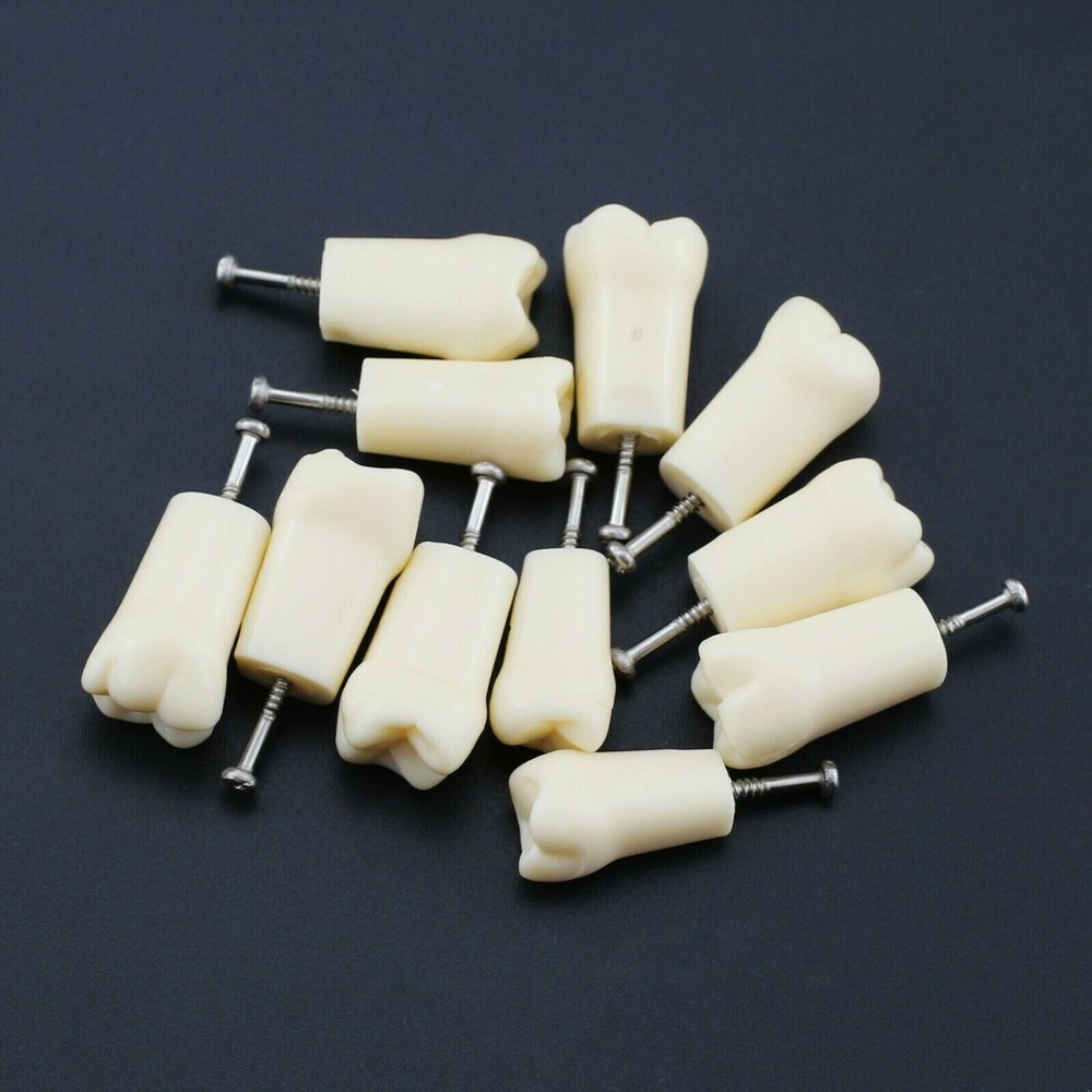 28 Screw-in Teeth Dental Typodont Model Replacement Practice Study Tooth Model