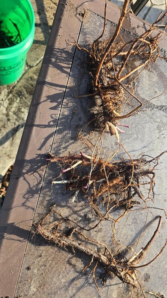 10 Hop Rhizomes- Comet, AlphAroma, Columbia(Mix & Match varieties)