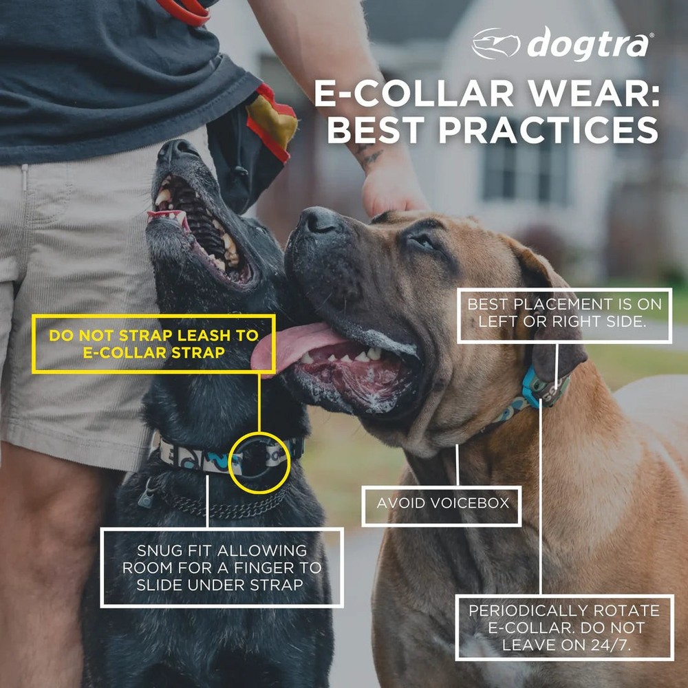 Dogtra Additional Collar for 1900X Blue LED E-Collar Light