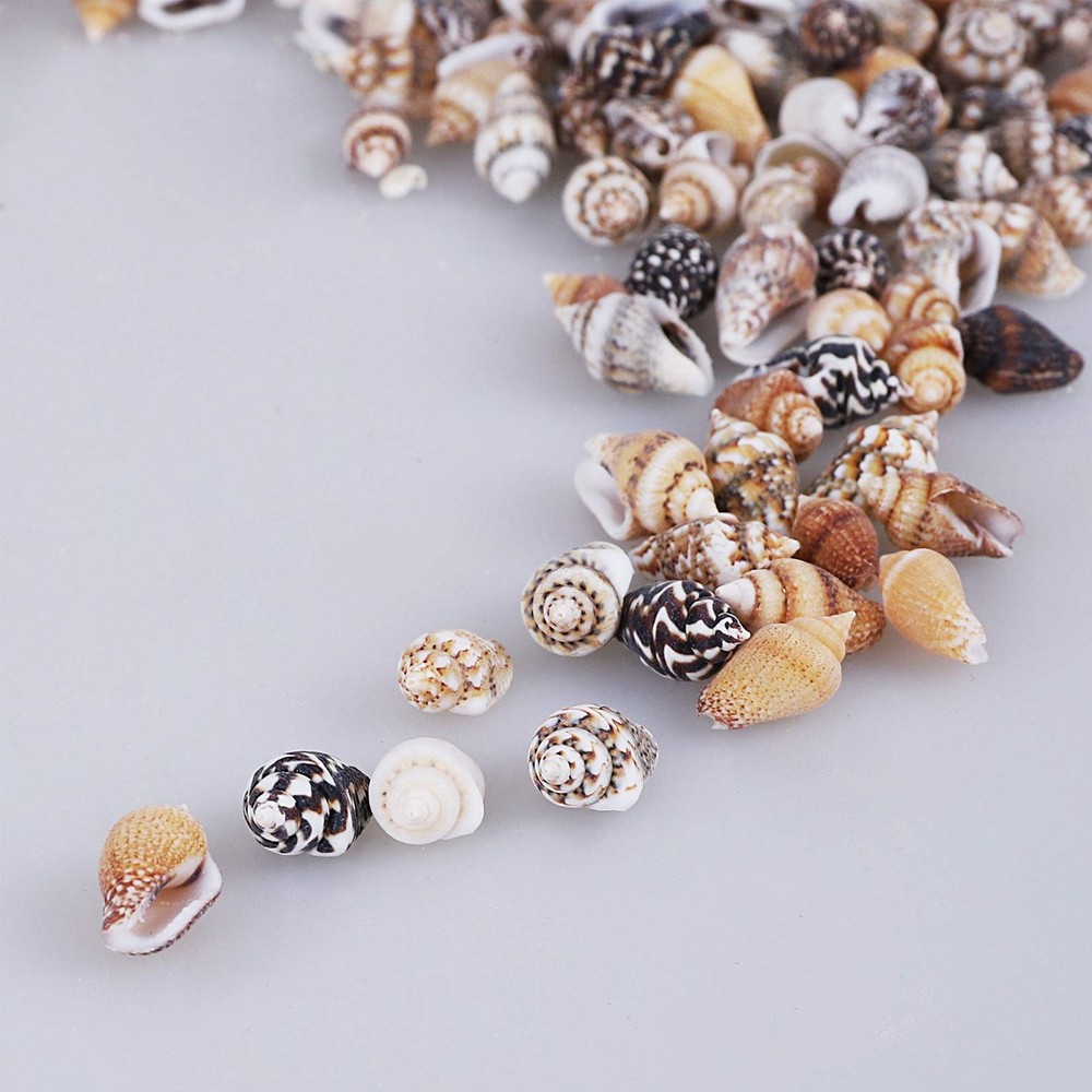 2000 PCS Tiny Mini Small Sea Shells for Crafting seashells, Tiny/2000pcs