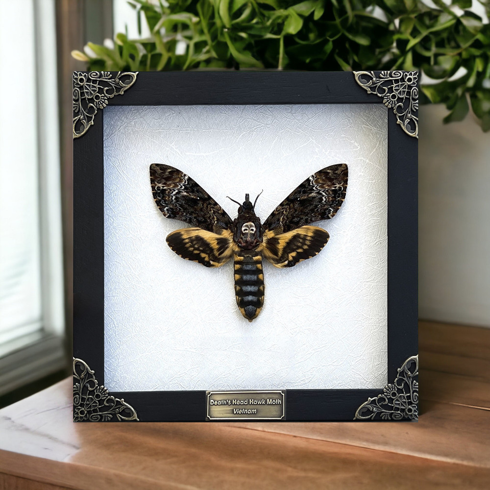 Real Framed Death Head Moth Gothic Oddities and Curiosities Unique Gift for Her