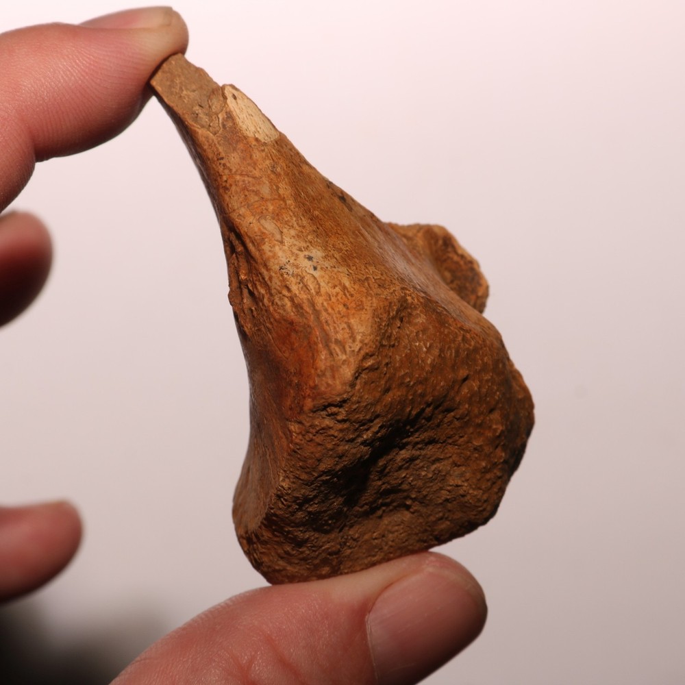 Triceratops Vertebra Process - Dinosaur Fossil from Hell Creek Formation