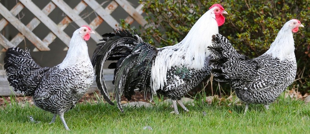10++ NPIP Silver Deathlayer Hatching Eggs - Read Description - Lemon Possible