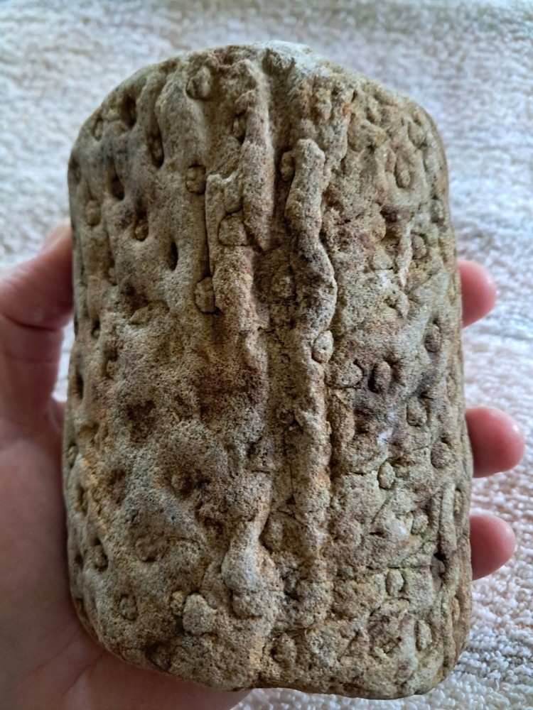 Stigmaria Fossil Root.  S5