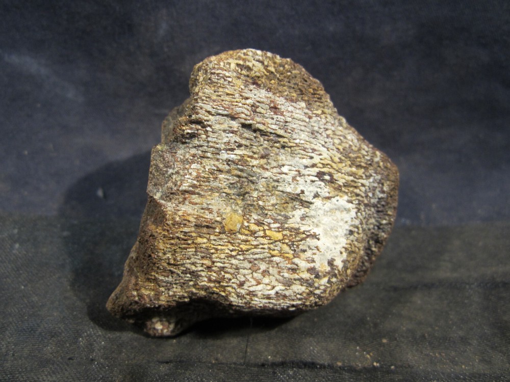 Dinosaur Bone Mosasaur Vertebrae Bone North Sulphur River Texas, US