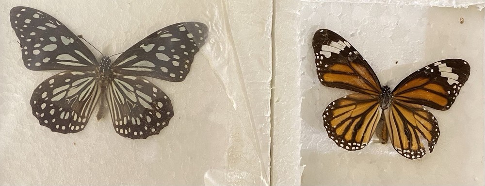 Preserved butterfly specimens in resin frames