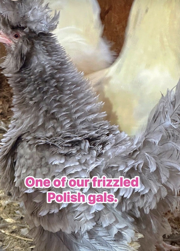 6 Polish Chicken Hatching Eggs (NPIP Certified)