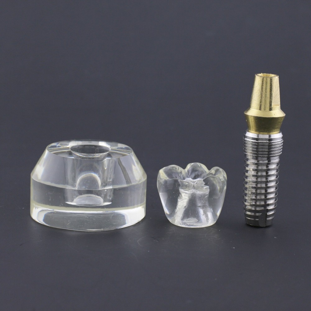 Dental Implant Typodont Teeth Study Model Arcylic Single Tooth Crown Base #2020