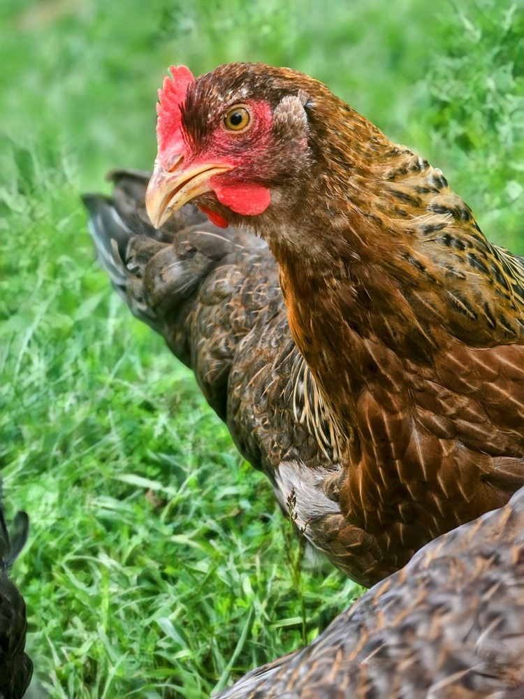 Bielefelder Kennhuhn 5+ Hatching Eggs