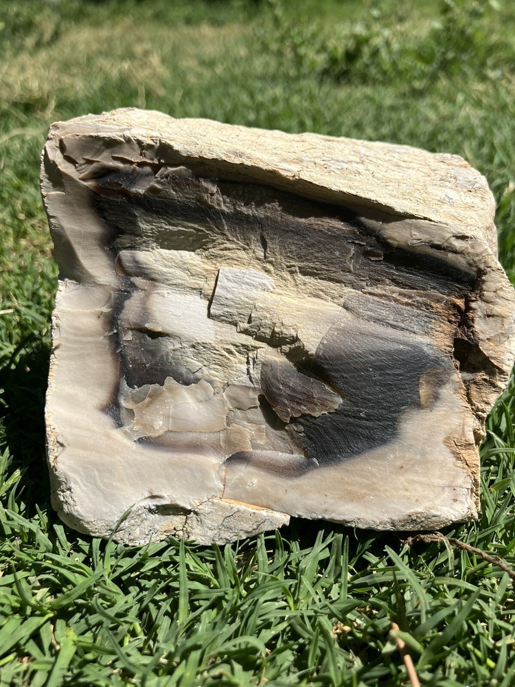 Agatized Petrified Wood (New Mexico)