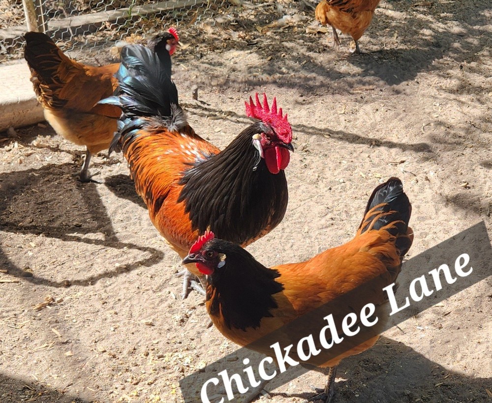 10 + Rare Vorwerk hatching eggs