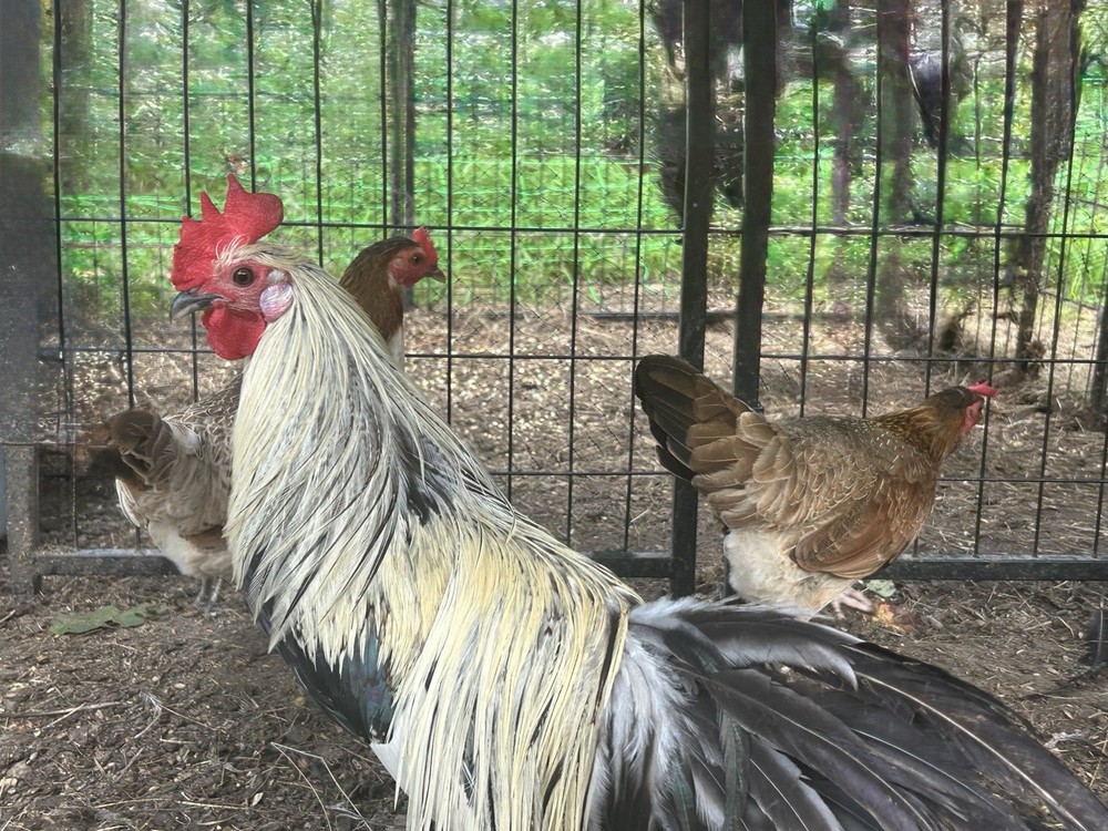 6 Silver Duckwing Hatching Eggs