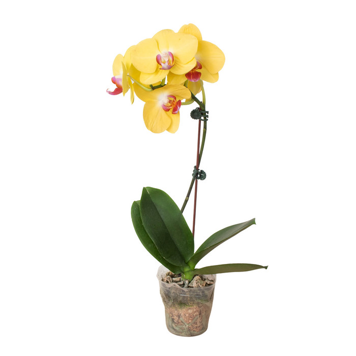Orchid 'Yellow Phalaenopsis' 3" Pot