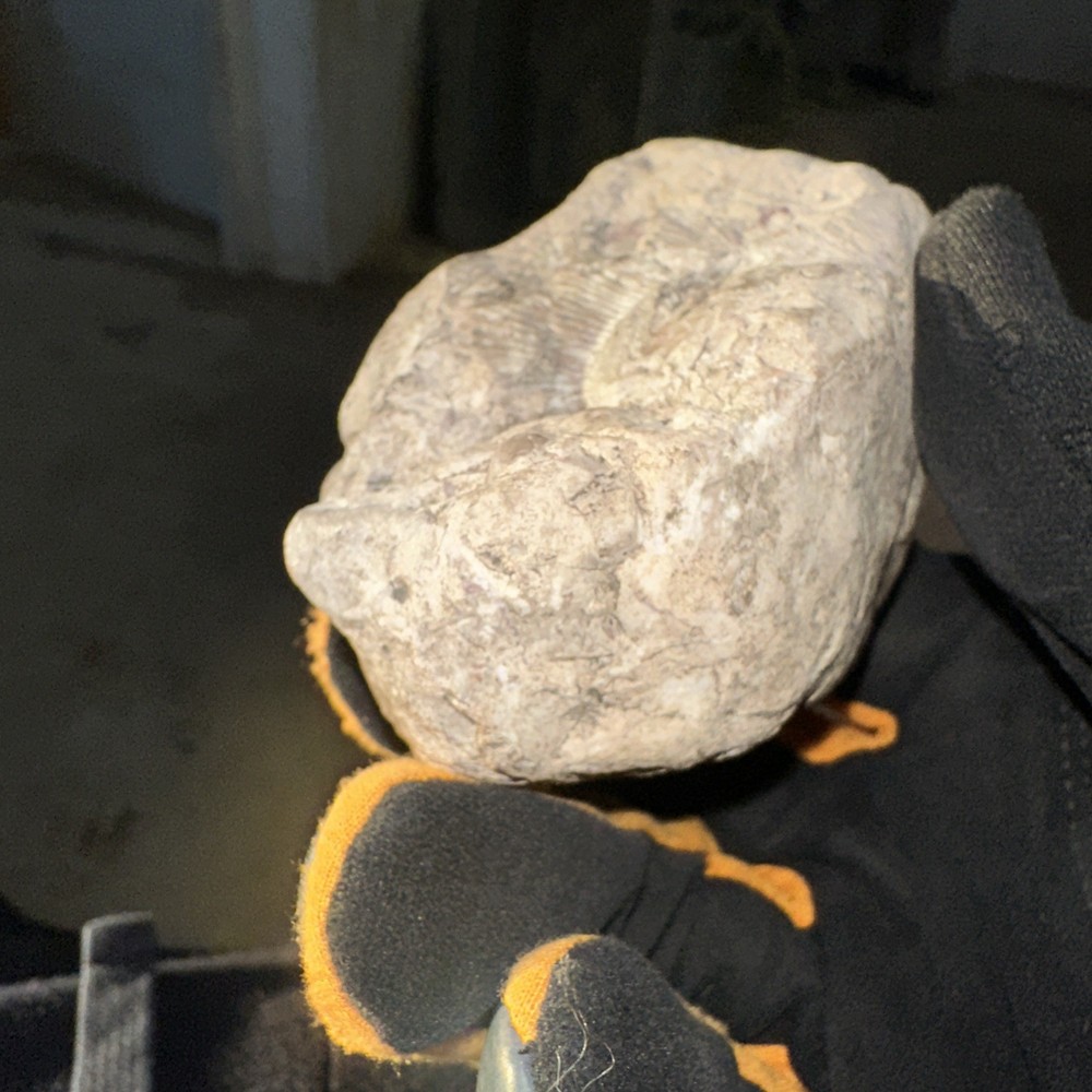 Fossil From Minnesota Emblem Rock Natural Stone