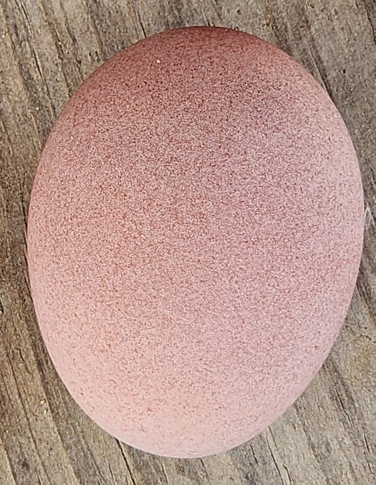 Rainbow Hatching Eggs Pure Breeds NPIP Certified 12+ Eggs