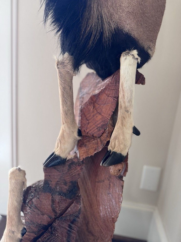 Ram Mount & leg Taxidermy