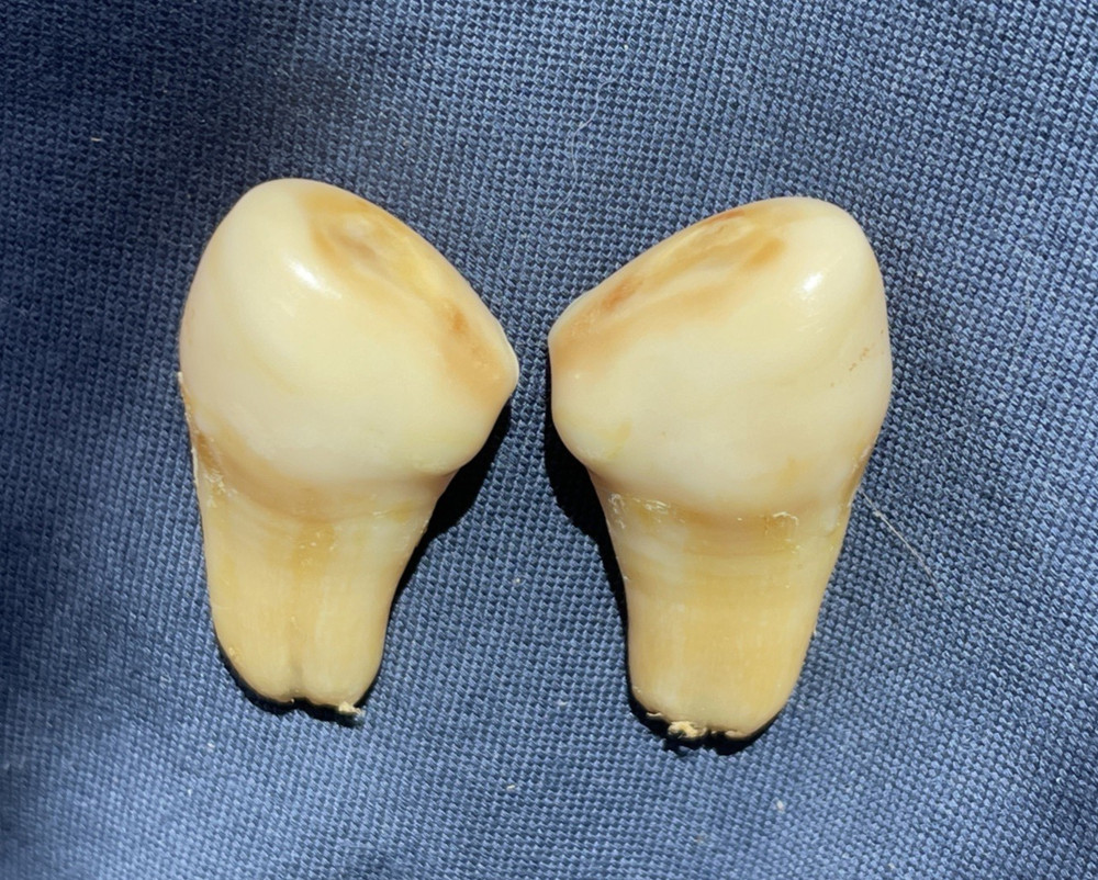 Elk ivory teeth Set of 2 matching