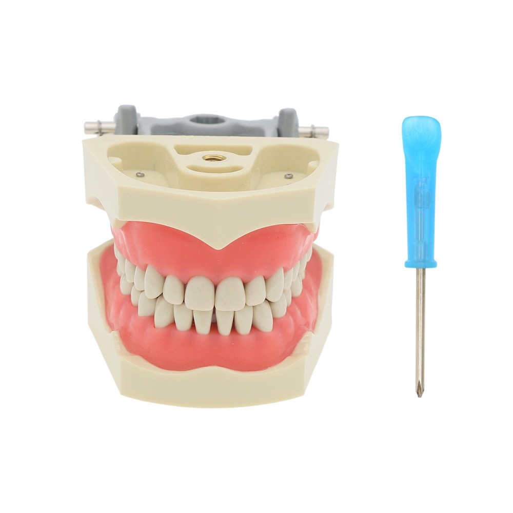 Dental 32 Pcs Removeable Teeth Columbia 860 Type Typodont Exam Restorative Model