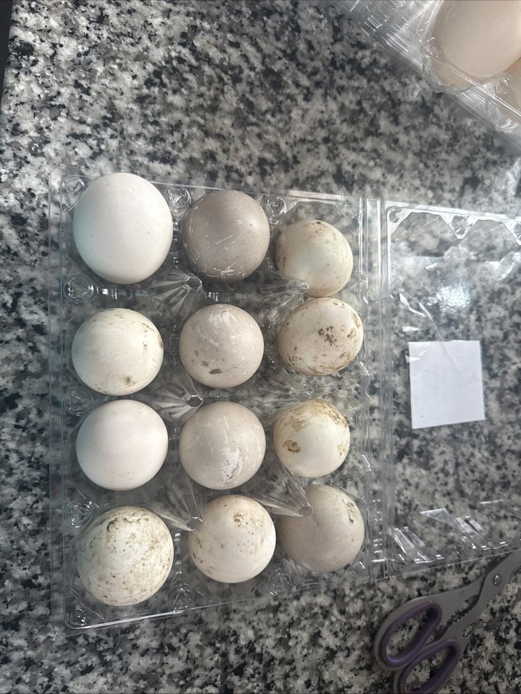 Sliver/black/blue Swedish 12 Hatching Eggs.