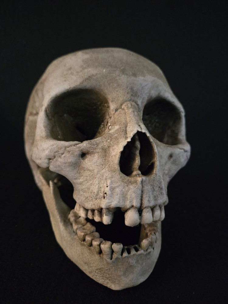 Skull - Replica Life Size With Jaw - Hyper Realistic